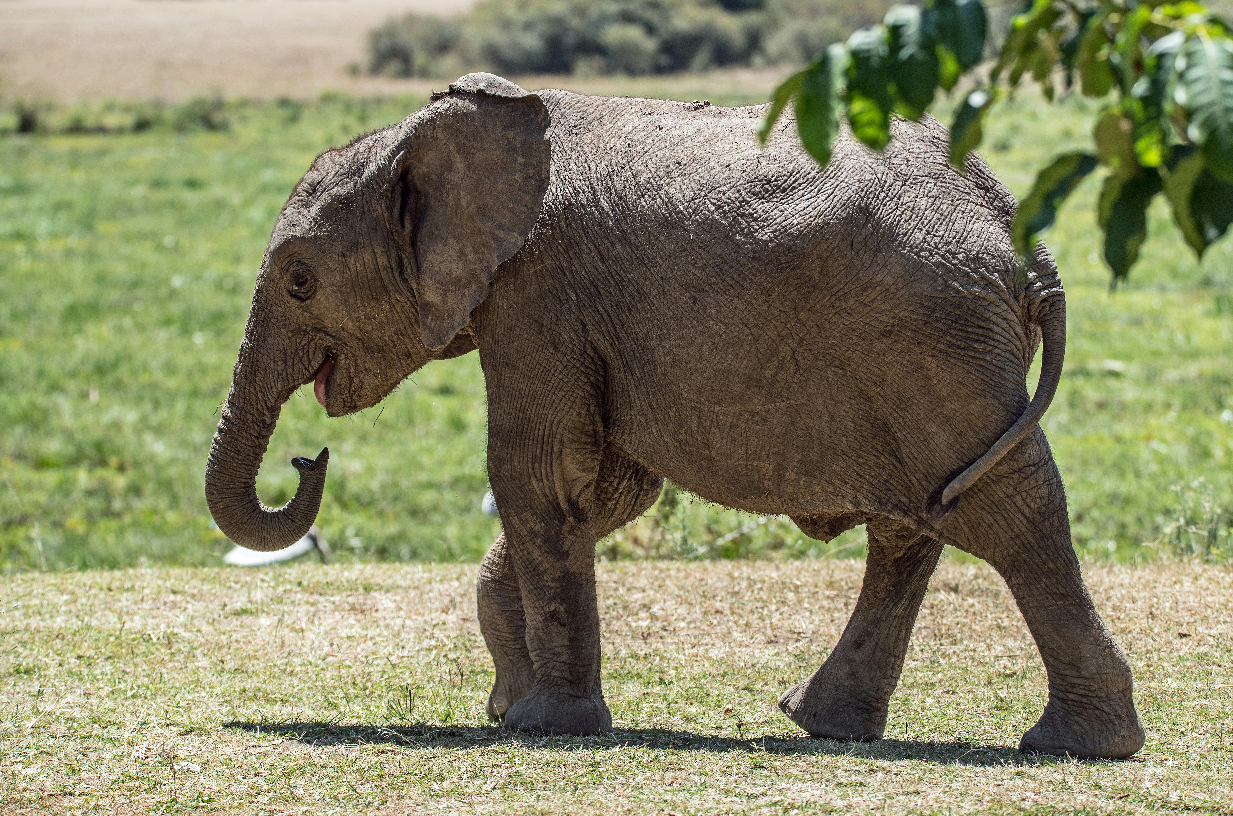 gray elephant standing on field